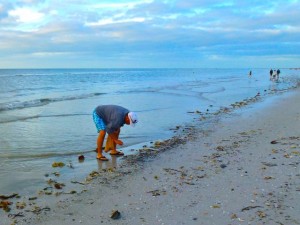 collecting shells Sanibel island collecting shells Sanibel island