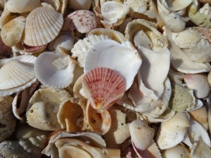flat scallop zic zac