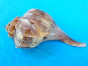 freak lightning pear whelk