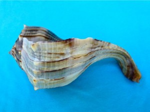 freak lightning whelk