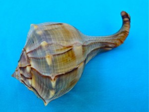 freak lightning whelk curly tail