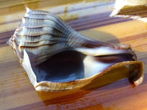 freak lightning whelk shell on kayak