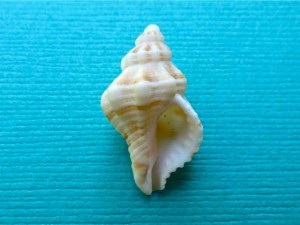 gulf oyster drill aperture gulf oyster drill aperture