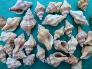gulf oyster drills gulf oyster drills