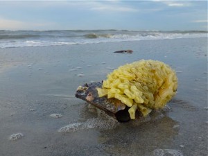 horse conch egg case horse conch egg case