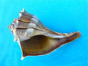 lightning whelk shell bend