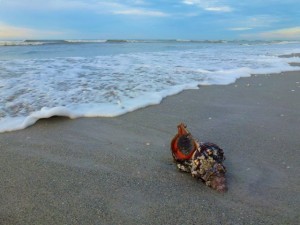 live horse conch live horse conch