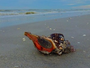 live orange horse conch live orange horse conch