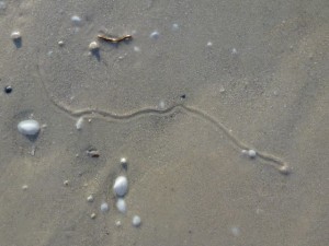 live dwarf olive sand trail live dwarf olive sand trail