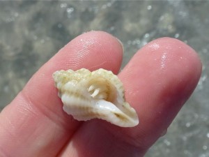 mauve mouth drill Sanibel hermit crab mauve mouth drill Sanibel hermit crab