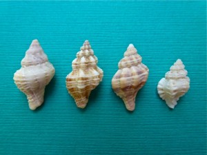 mauve mouth, gulf oyster drill, cantharus, pitted murex mauve mouth, gulf oyster drill, cantharus, pitted murex