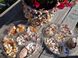 organizing seashell trays