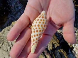 roma's junonia