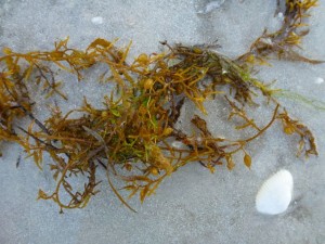 sargassum sargassum