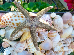 sea shell bike basket