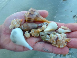shawn seashells shawn seashells
