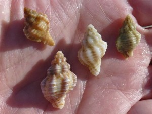 small shells Sanibel lighthouse small shells Sanibel lighthouse