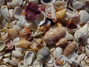 variety of Captiva shells