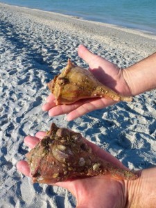 2 lightning whelks gary