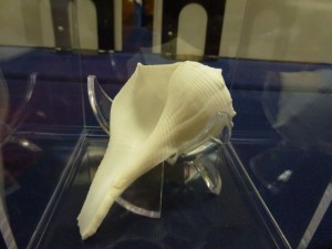 Captain brian holaway albino whelk