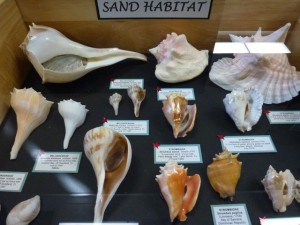 Carol Earl Petrikin florida Caribbean treasures sand Carol Earl Petrikin florida Caribbean treasures sand
