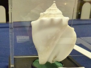 Gary Barbara Murza albino shell blue ribbon Gary Barbara Murza albino shell blue ribbon