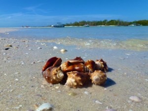 Little Hickory Florida shells