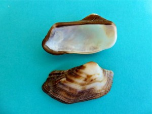 Mossy Ark bivalves
