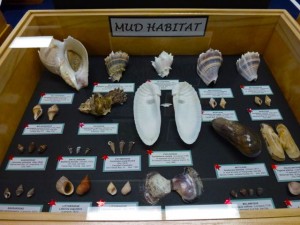 Petrikin seashell mud habitat Petrikin seashell mud habitat