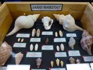Petrikin shell exhibit sand Petrikin shell exhibit sand