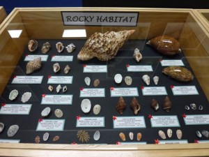 Rocky habitat petrikin Rocky habitat petrikin
