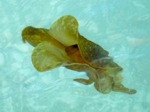 Sea hare nudibranch gulf