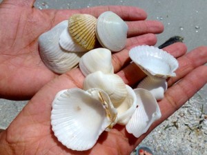 alicia seashells sanibel alicia seashells sanibel