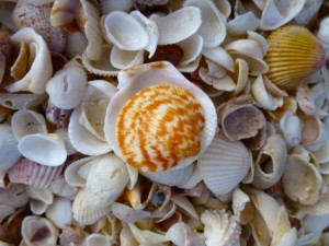 bittersweet clam shell captiva florida bittersweet clam shell captiva florida
