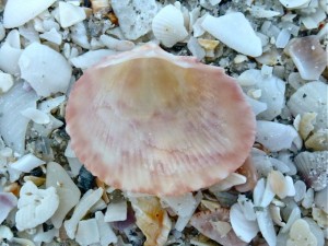 broad paper cockle interior beach broad paper cockle interior beach