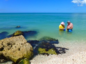collecting seashells gulf of mexico collecting seashells gulf of mexico