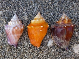 fighting conch variations fighting conch variations