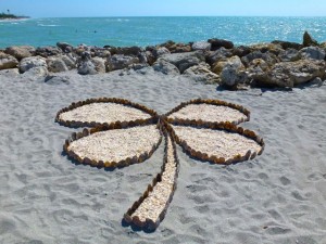 four leaf clover seashells beach