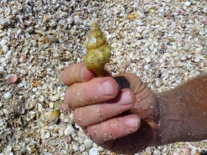 horse conch shell mound