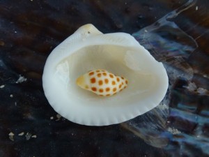 juvenile junonia in ark juvenile junonia in ark