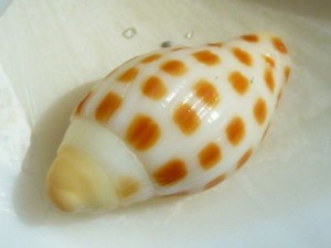 juvi junonia captiva juvi junonia captiva