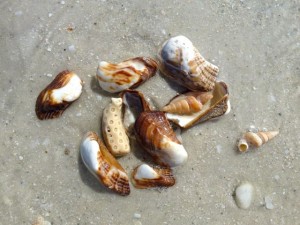 mossy ark coral worm shell