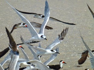 sandwich terns black skimmer