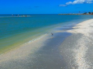 sanibel sand bar shelling sanibel sand bar shelling