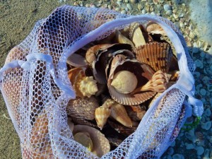 sanibel shell bag evelyn