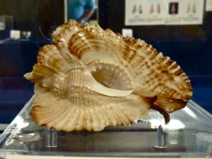 seashell display sanibel shell fair