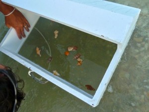 seashell viewing box
