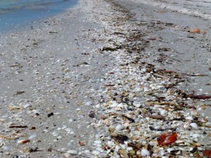seashell wrack line seashell wrack line