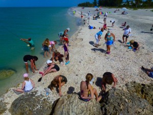 seashells blind pass captiva florida seashells blind pass captiva florida