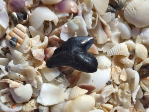 tiger shark tooth fossil